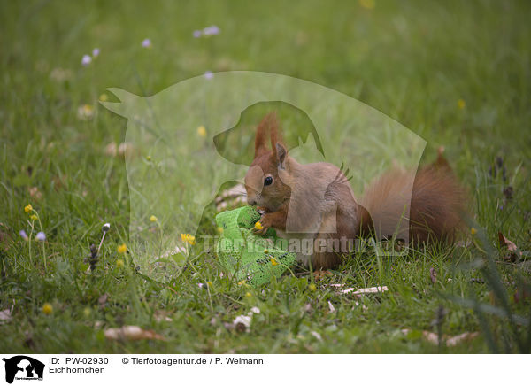Eichhrnchen / squirrel / PW-02930