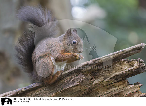 Eichhrnchen / squirrel / PW-02933
