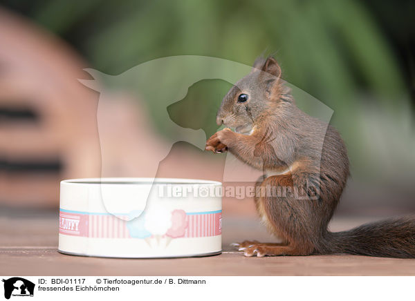 fressendes Eichhrnchen / eating squirrel / BDI-01117