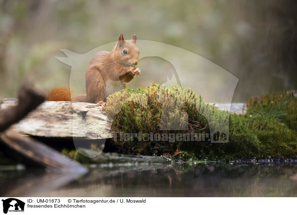 fressendes Eichhrnchen / eating Squirrel / UM-01673