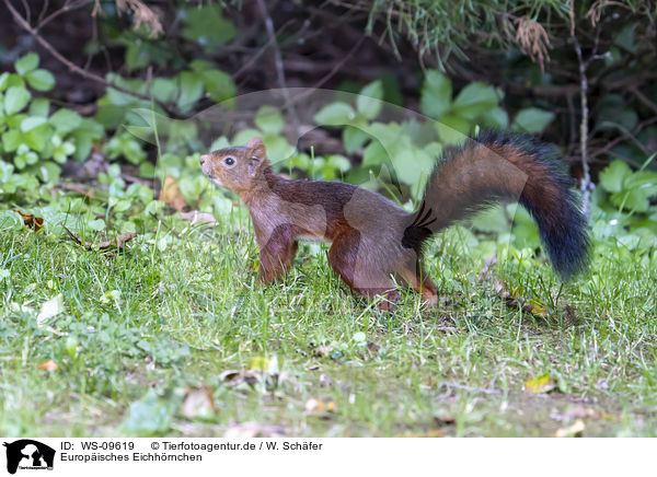 Europisches Eichhrnchen / Eurasian red squirrel / WS-09619