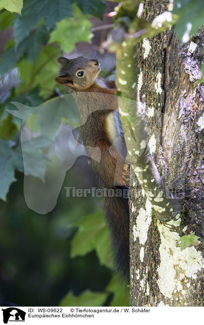 Europisches Eichhrnchen / Eurasian red squirrel / WS-09622