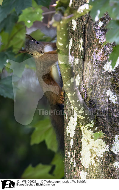 Europisches Eichhrnchen / Eurasian red squirrel / WS-09623