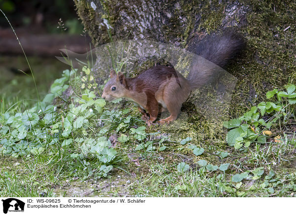 Europisches Eichhrnchen / Eurasian red squirrel / WS-09625