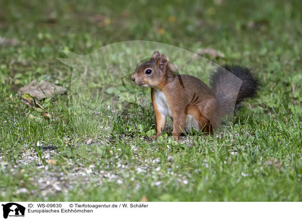 Europisches Eichhrnchen / Eurasian red squirrel / WS-09630