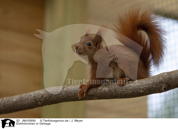 Eichhrnchen in Gehege / Squirrel in enclosure / JM-05899