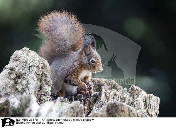 Eichhrnchen sitzt auf Baumstumpf / Squirrel sitting on tree stump / MBS-25375