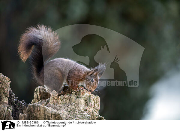 Eichhrnchen sitzt auf Baumstumpf / Squirrel sitting on tree stump / MBS-25386
