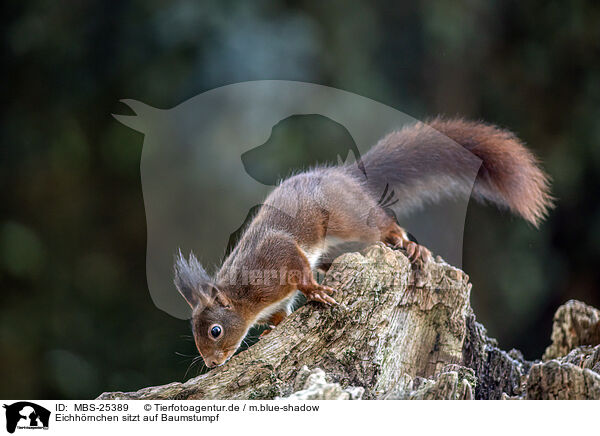 Eichhrnchen sitzt auf Baumstumpf / Squirrel sitting on tree stump / MBS-25389