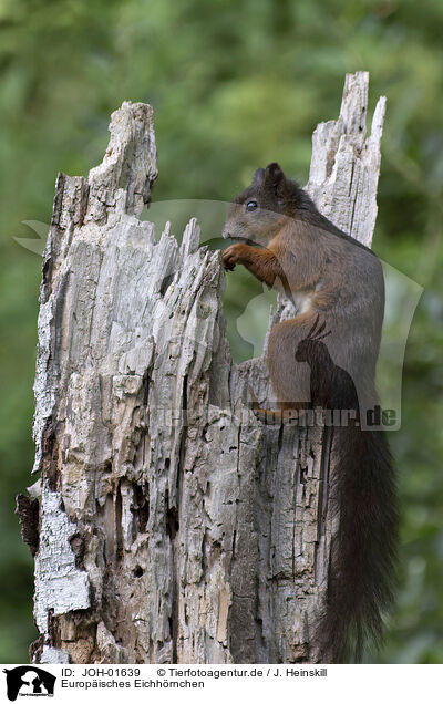 Europisches Eichhrnchen / Eurasian red squirrel / JOH-01639