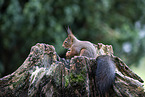 Eichhrnchen sitzt auf Baumstumpf