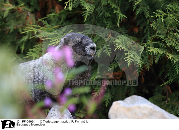 Eisgraues Murmeltier / hoary marmot / FF-04694