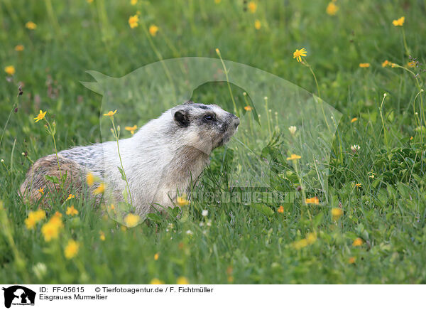 Eisgraues Murmeltier / hoary marmot / FF-05615
