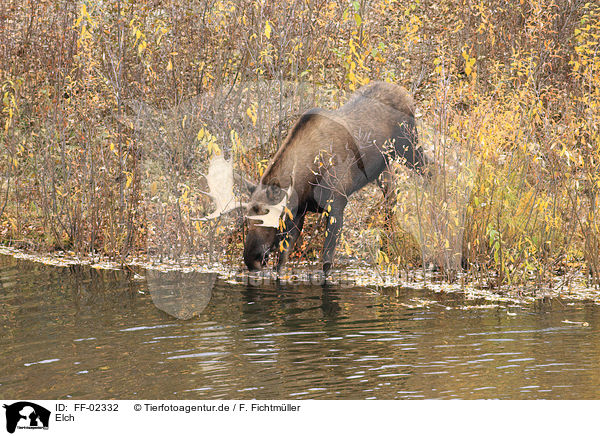 Elch / moose / FF-02332
