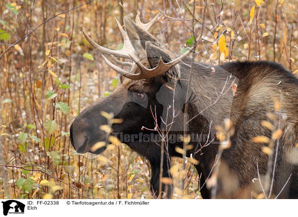 Elch / moose / FF-02338
