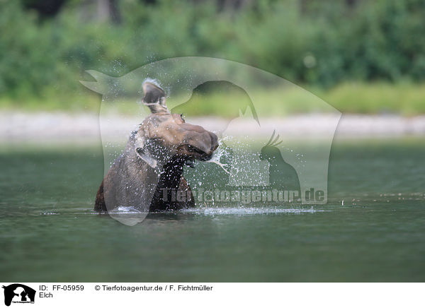 Elch / moose / FF-05959