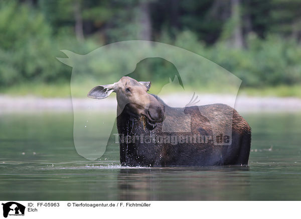 Elch / moose / FF-05963