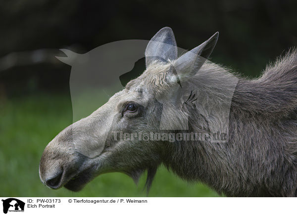 Elch Portrait / Elk Portrait / PW-03173