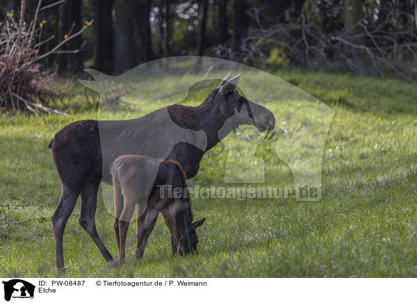 Elche / Mooses / PW-08487