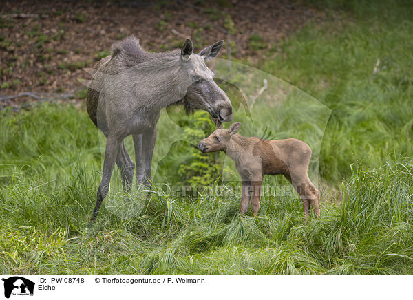 Elche / Mooses / PW-08748