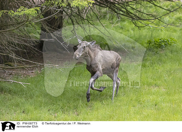 rennender Elch / running Moose / PW-08773