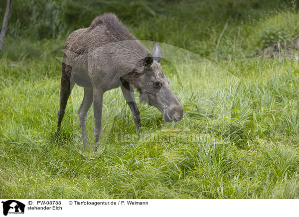 stehender Elch / standing Moose / PW-08788