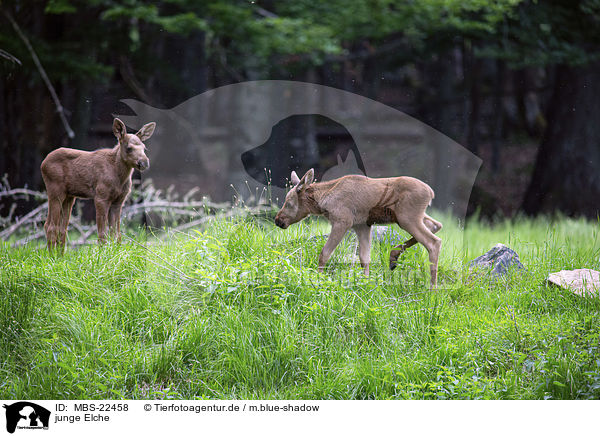 junge Elche / young Mooses / MBS-22458