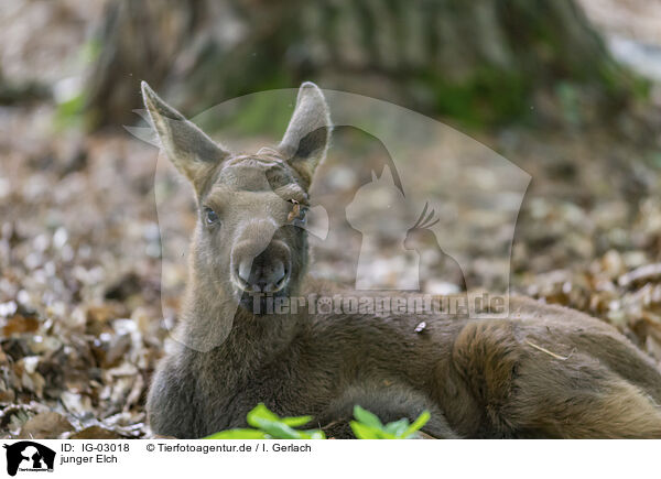 junger Elch / young elk / IG-03018