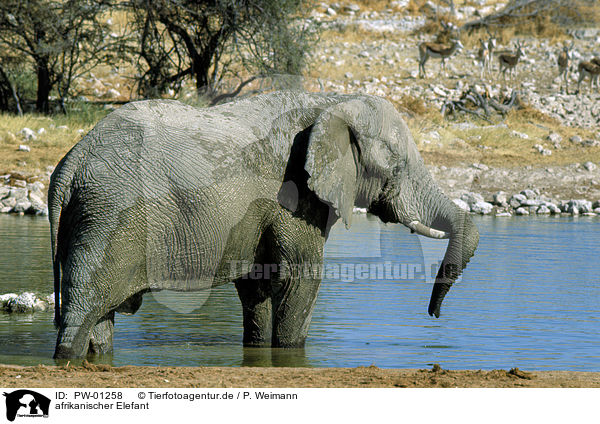 afrikanischer Elefant / PW-01258