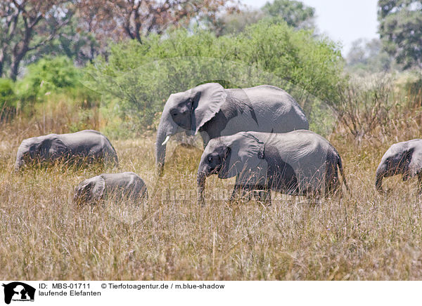 laufende Elefanten / walking elephants / MBS-01711