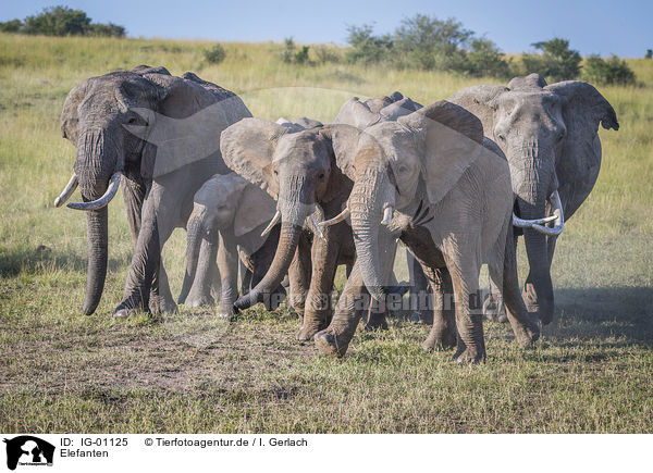 Elefanten / Elephants / IG-01125