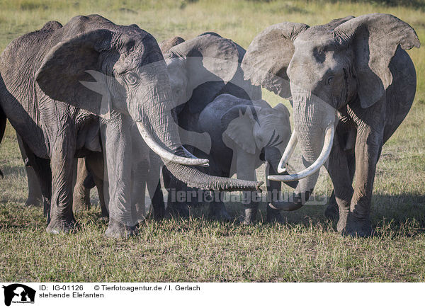 stehende Elefanten / standing Elephants / IG-01126