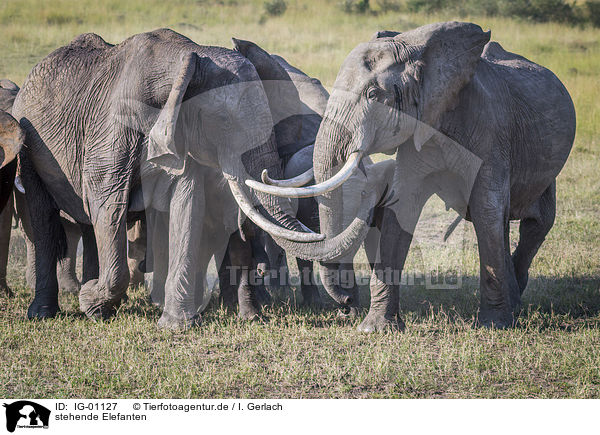 stehende Elefanten / standing Elephants / IG-01127