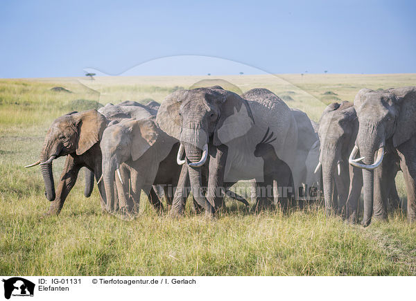 Elefanten / Elephants / IG-01131