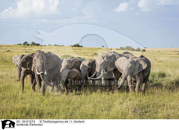 laufende Elefanten / walking Elephants / IG-01274