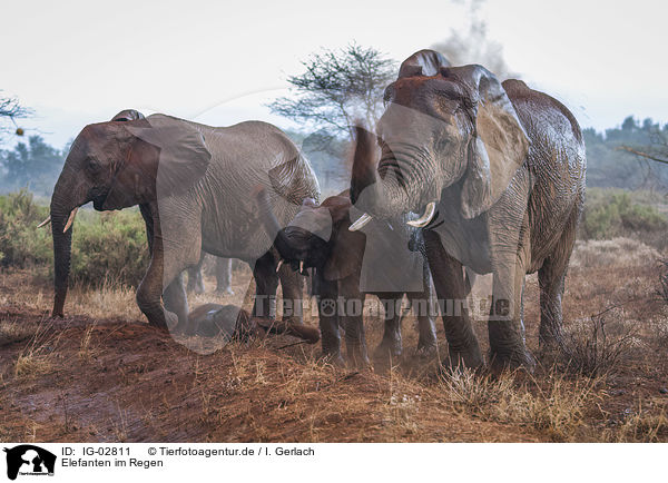 Elefanten im Regen / Elephants in the rain / IG-02811