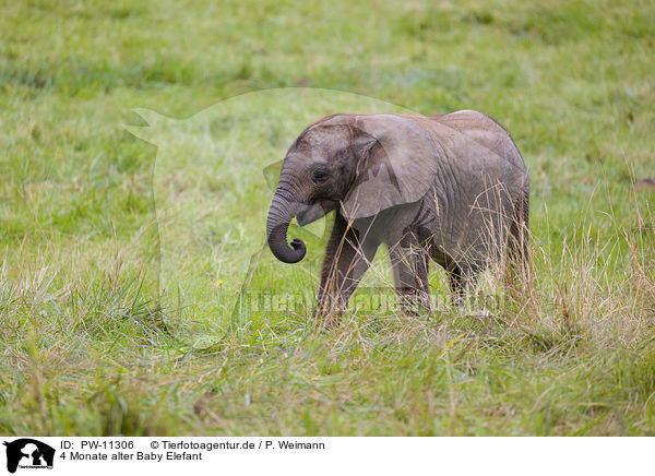 4 Monate alter Baby Elefant / 4 months old baby elephant / PW-11306
