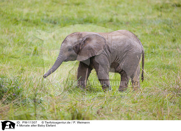 4 Monate alter Baby Elefant / 4 months old baby elephant / PW-11307