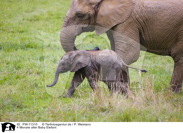 4 Monate alter Baby Elefant / 4 months old baby elephant / PW-11310