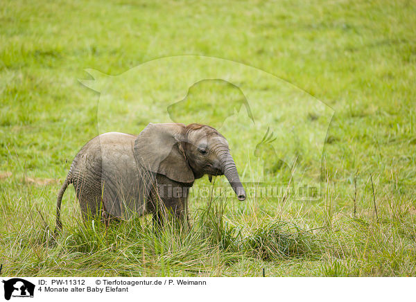 4 Monate alter Baby Elefant / 4 months old baby elephant / PW-11312