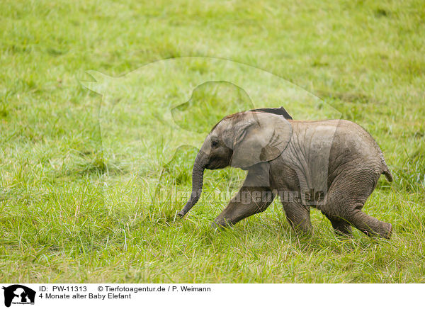 4 Monate alter Baby Elefant / 4 months old baby elephant / PW-11313