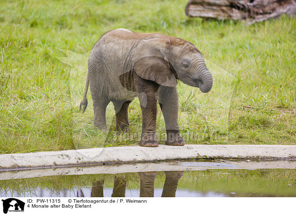 4 Monate alter Baby Elefant / 4 months old baby elephant / PW-11315