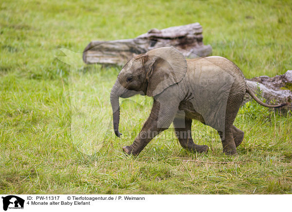 4 Monate alter Baby Elefant / 4 months old baby elephant / PW-11317