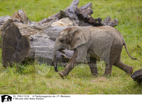 4 Monate alter Baby Elefant / 4 months old baby elephant / PW-11318