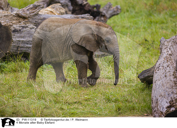 4 Monate alter Baby Elefant / 4 months old baby elephant / PW-11319