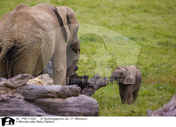 4 Monate alter Baby Elefant / 4 months old baby elephant / PW-11320