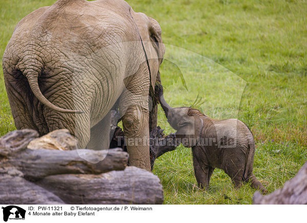 4 Monate alter Baby Elefant / 4 months old baby elephant / PW-11321