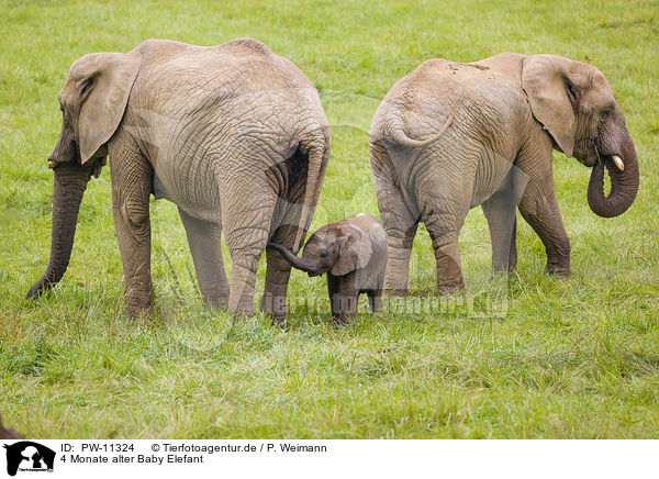 4 Monate alter Baby Elefant / 4 months old baby elephant / PW-11324