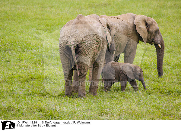 4 Monate alter Baby Elefant / 4 months old baby elephant / PW-11329