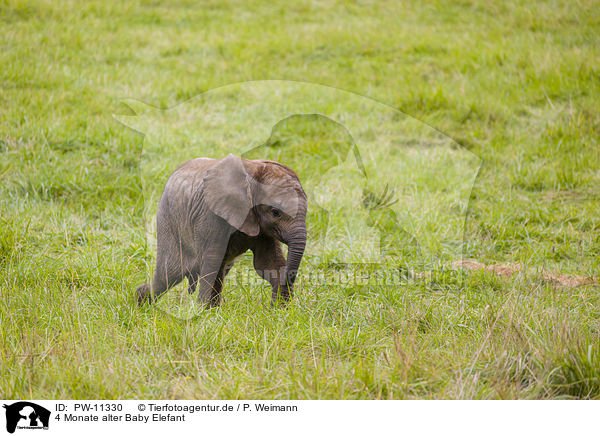 4 Monate alter Baby Elefant / 4 months old baby elephant / PW-11330